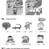 НУШ Англійська мова 2 клас. Quick Minds (Ukrainian edition). Activity Book. Робочий зошит. Пухта (Англ) Лінгвіст (9786177713578) (456565) - Зображення 8