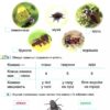 НУШ Я досліджую світ 1 клас. Робочий зошит. Частина 2. Гільберг Т., Тарнавська С., Павич Н. (Укр) Генеза (9789661110068) (449420) - Зображення 2