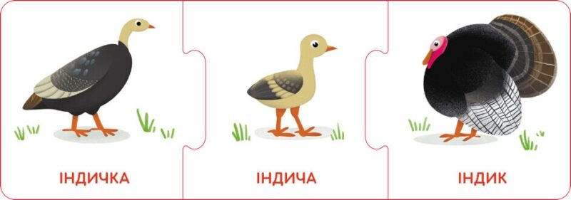 Логічні ланцюжки. Малюки тварини та їхні родини (Укр) Кенгуру КН1782001У (9789667513221) (495739) - Зображення 4