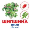 Геній з пелюшок. Дерева та кущі. Демонстраційний матеріал (Укр/Англ) Ранок 10107196У (4823076151614) (468152) - Зображення 3