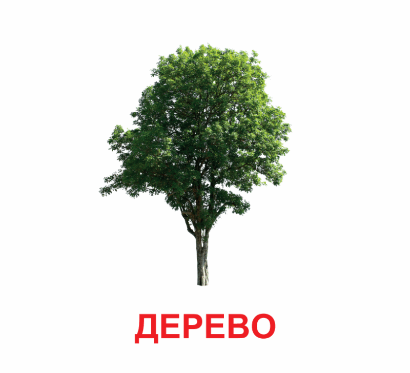 Картки міні. Рослини (110х110 мм) Зірка 145596 (2000001455968) (478518) - Зображення 2
