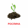 Картки міні. Рослини (110х110 мм) Зірка 145596 (2000001455968) (478518) - Зображення 4