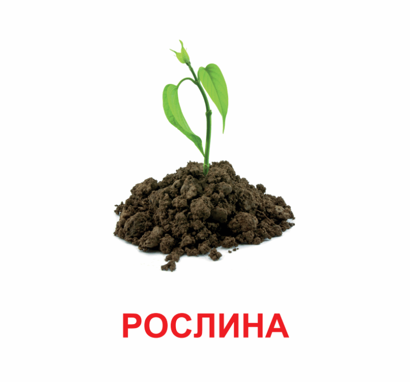 Картки міні. Рослини (110х110 мм) Зірка 145596 (2000001455968) (478518) - Зображення 4