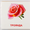 Картки міні Квіти (110х110 мм) Зірка 72754 (9789663336930) (286284) - Зображення 6