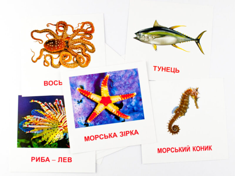 Картки міні Морські жителі (110х110 мм) Зірка 72752 (9789663336053) (286286) - Зображення 3