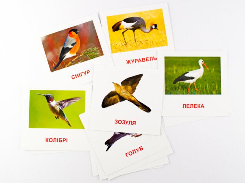 Картки міні Птахи (110х110 мм) Зірка 72753 (9789663338170) (286288) - Зображення 5