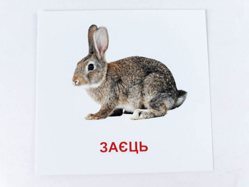 Картки міні Лісові мешканці (110х110 мм) Зірка 66425 (4826176340049) (286285) - Зображення 2