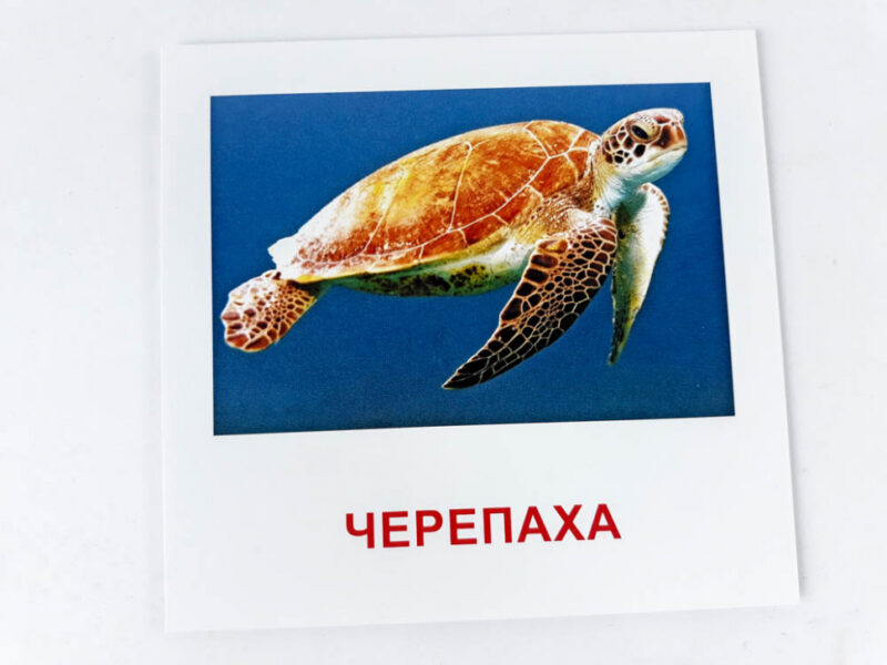 Картки міні Морські жителі (110х110 мм) Зірка 72752 (9789663336053) (286286) - Зображення 2