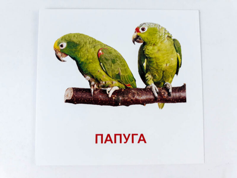 Картки міні Птахи (110х110 мм) Зірка 72753 (9789663338170) (286288) - Зображення 3