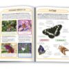 Книга Метелики Міні-енциклопедія (Укр) Ексмо (9786175383568) (280918) - Зображення 2