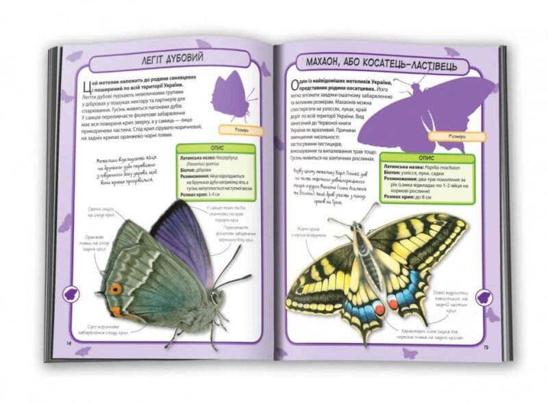 Книга Метелики Міні-енциклопедія (Укр) Ексмо (9786175383568) (280918) - Зображення 3