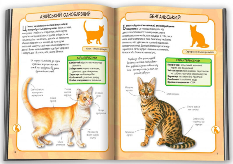 Міні-енциклопедія Коти (Укр) КМ-Букс (9789669482945) (351817) - Зображення 5