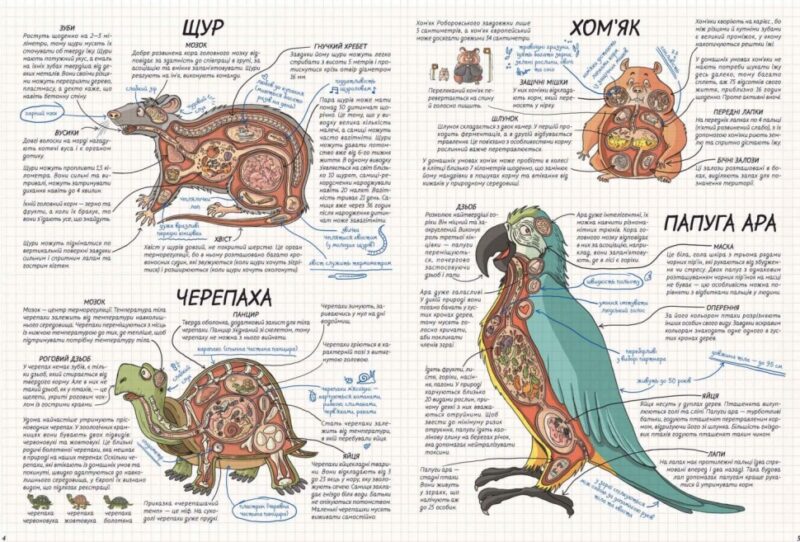 Енциклопедія Тварини Як це влаштовано (Укр) Школа (9789664295526) (299753) - Зображення 3