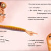 Хвостаті історії: Таємне життя Рудика (Укр) Ранок С1290004У (9786170970855) (453979) - Зображення 3