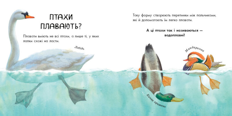 В гостях у природи: Птахи різні та дивовижні (Укр) Ранок S934004У (9786170942715) (430305) - Зображення 3