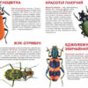 Велика книжка. Жуки (Укр) Кристал Бук (9789669367044) (280700) - Зображення 2