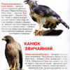 Велика книжка. Хижі птахи (Укр) Кристал Бук (9786177352494) (283678) - Зображення 4