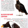 Велика книжка. Хижі птахи (Укр) Кристал Бук (9786177352494) (283678) - Зображення 5