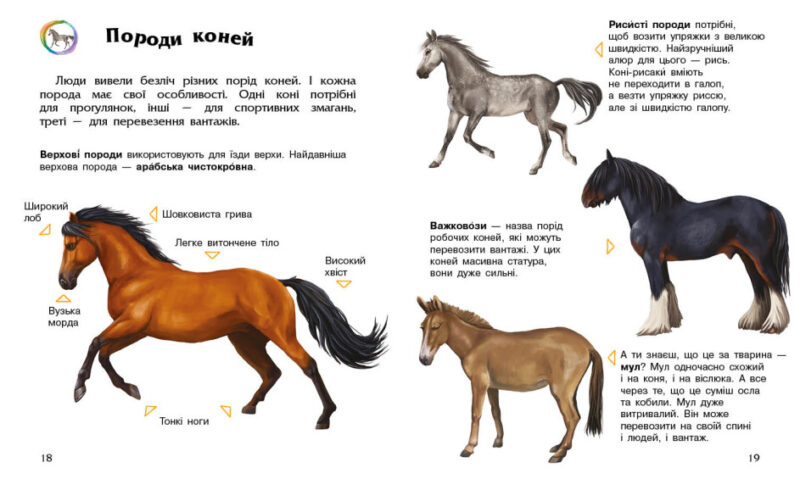 Коні. Енциклопедія дошкільника. Каспарова Ю.В. (Укр) Ранок (9786170977816) (489605) - Зображення 2