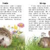 Тварини лісів. Читаю про Україну. Каспарова Ю.В. (Укр) Ранок С366023У (9786170981387) (488127) - Зображення 2