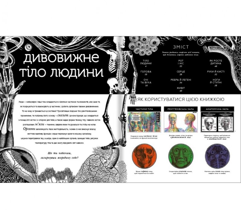 Прихований світ людського тіла. Кейт Дейвіс (Укр) Книголав (9786177820504) (505148) - Зображення 3