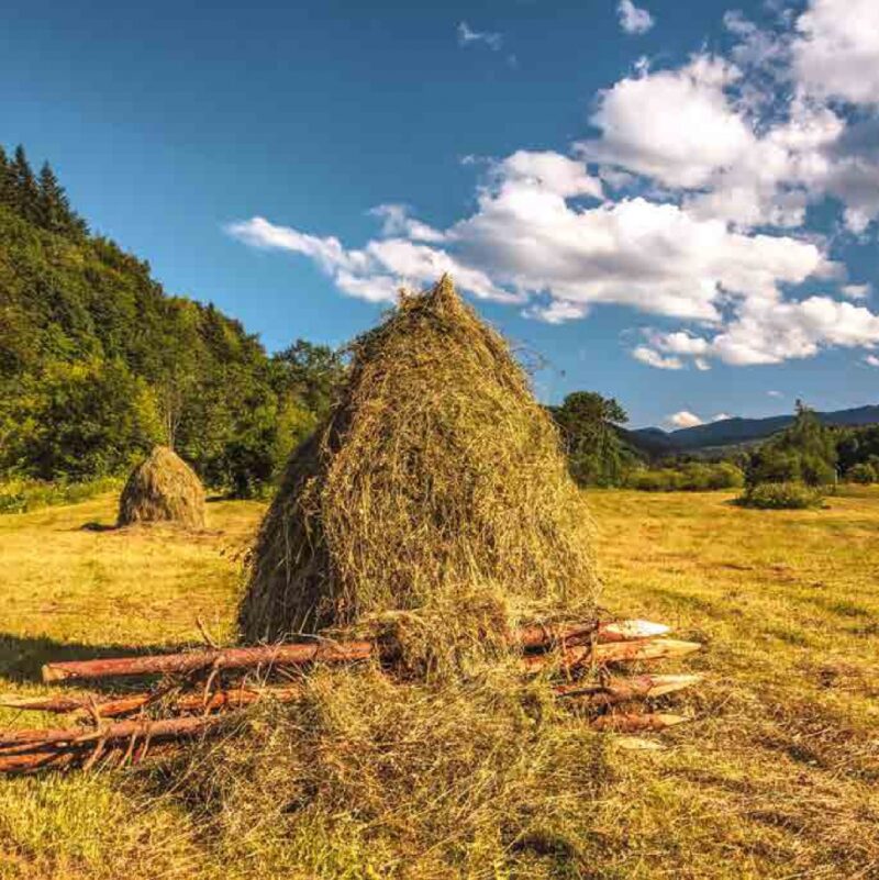 Смаки Буковини. Гастрономічний путівник традиційної кухні. Шкрібляк М., Ставчанська К. (Укр) Видавництво 21 (9786176143468) (505846) - Зображення 2