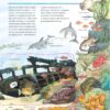 Чому? Чого? Навіщо? Досліджуємо морських тварин. Андреа Ерне (Укр) Богдан (9789661068000) (509648) - Зображення 3