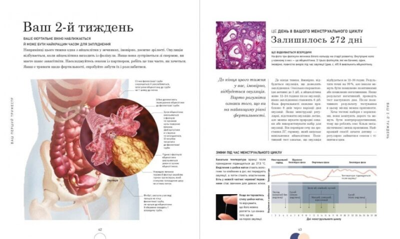 Вагітність день за днем. Практична психологія. Блотт Меґґі (Укр) Ранок (9786170991058) (518979) - Зображення 8