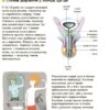 Енциклопедія статевого життя 10-13 років. Для турботливих батьків. Крістіан Верду, Жан Коен (Укр) 4MAMAS (9786170037916) (519622) - Зображення 6