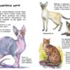Коти. Енциклопедія дошкільника – Каспарова Ю.В. (Укр) Ранок (9786170992741) (524374) - Зображення 2