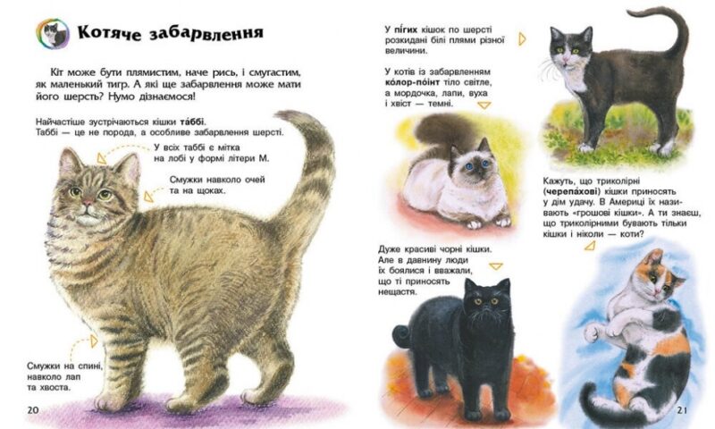 Коти. Енциклопедія дошкільника – Каспарова Ю.В. (Укр) Ранок (9786170992741) (524374) - Зображення 4