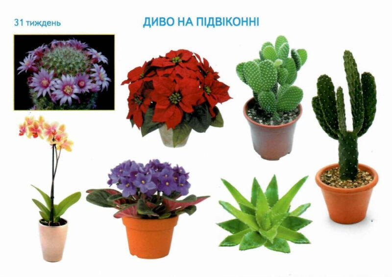 НУШ Картки Ранкові зустрічі 1-4 клас Матеріали для вчителя (Укр) Ранок Н901528У (9789667492922) (299374) - Зображення 4
