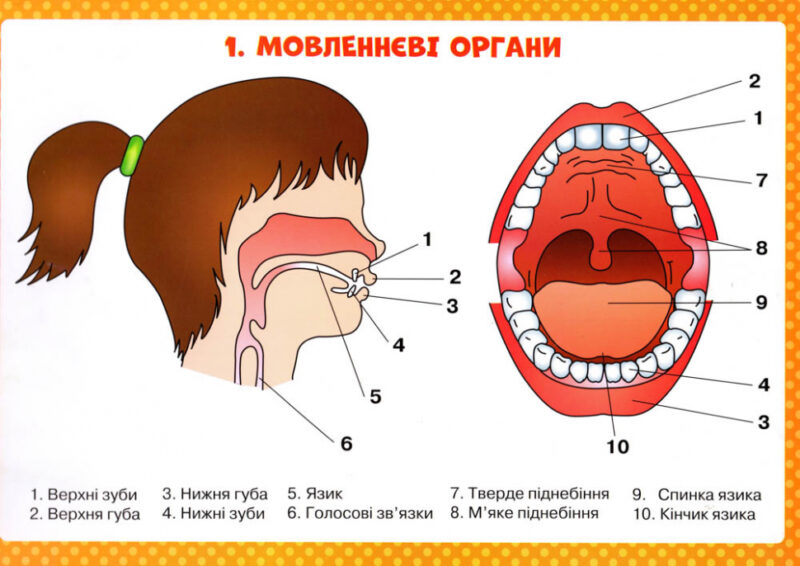 Логопедичні таблиці Органи мовлення Артикуляція звуків 16 карток (Укр) Ранок (15225004У) (9789667534875) (312566) - Зображення 3
