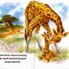 Бузкові книжки Мами і малята Дикі тварини (Укр) Сонечко А1225015У (9789667496432) (346536) - Зображення 3