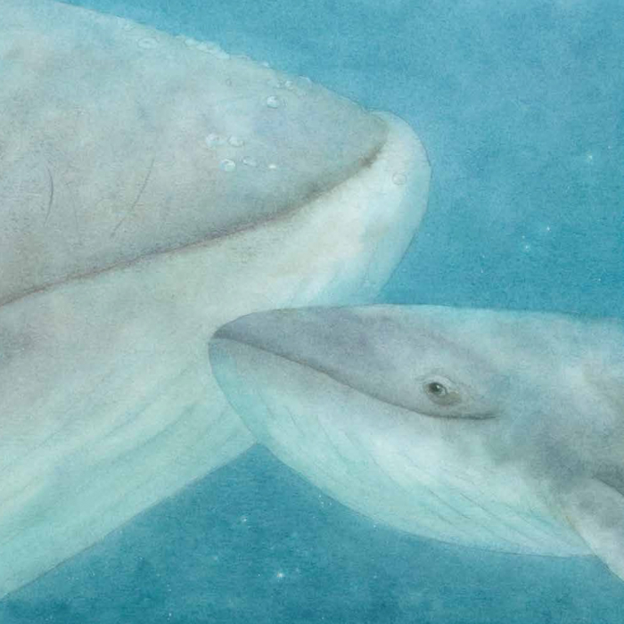 Маленький Кит - Зображення 6