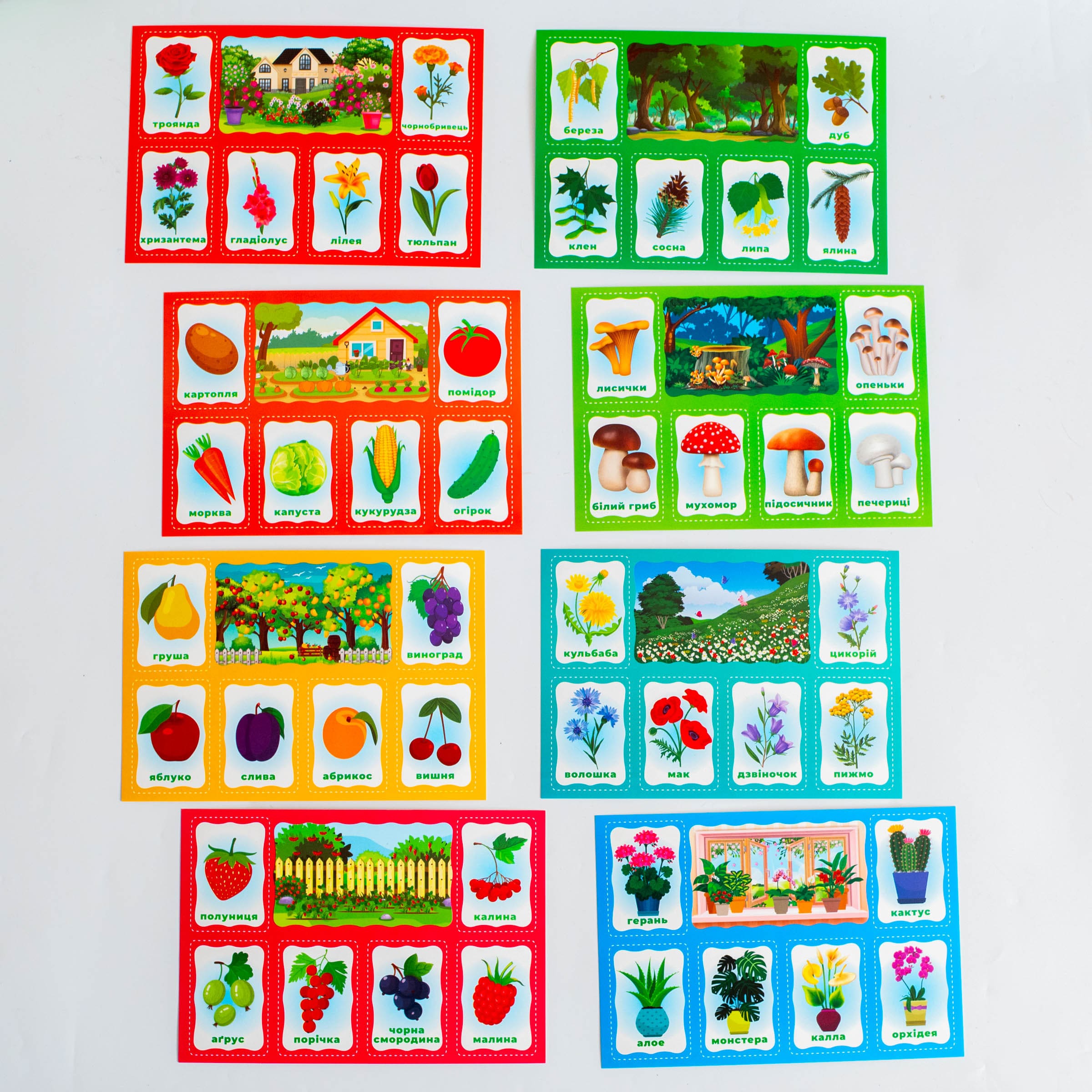 Моє перше лото_Вивчаємо рослини - Зображення 22