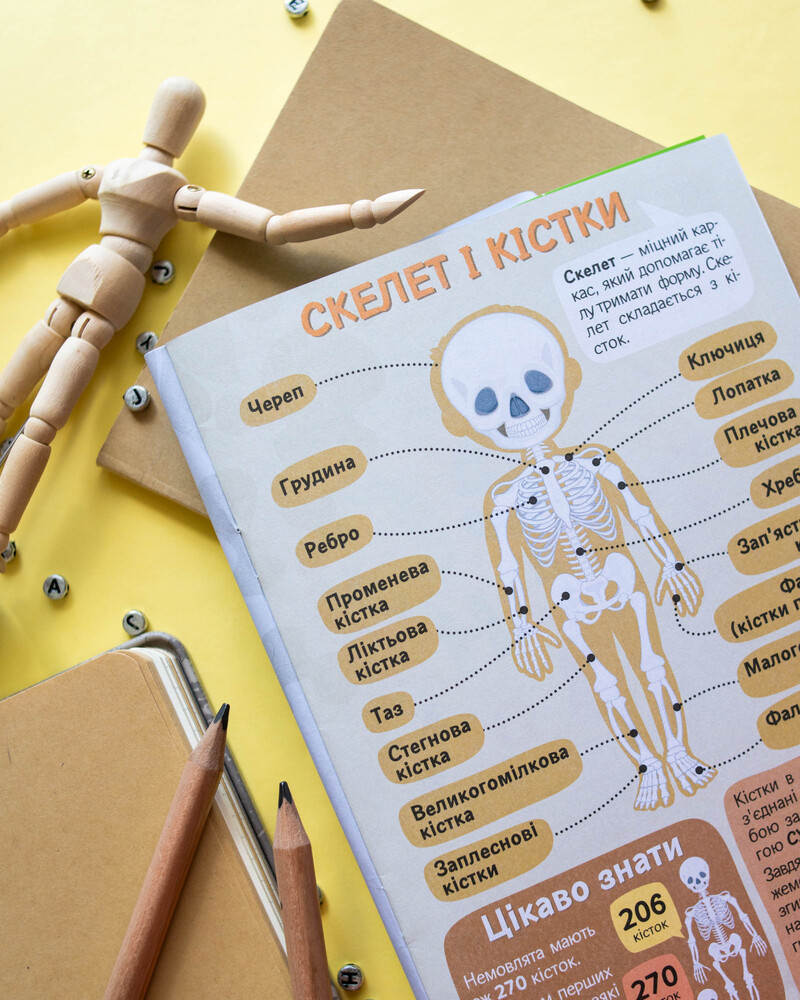Вивчаємо будову тіла 6+ - Зображення 8