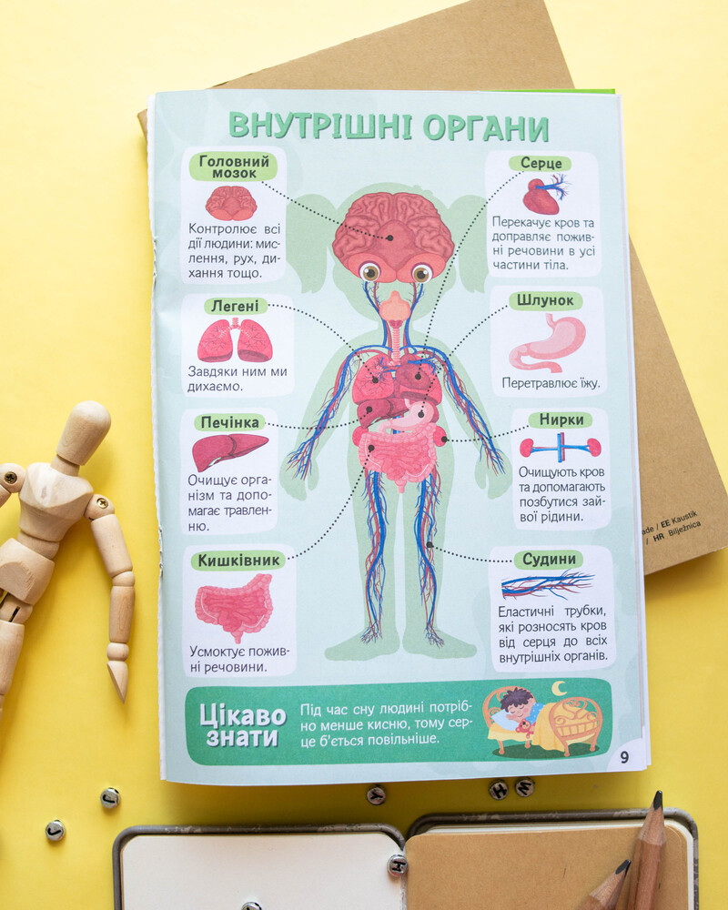 Вивчаємо будову тіла 6+ - Зображення 14