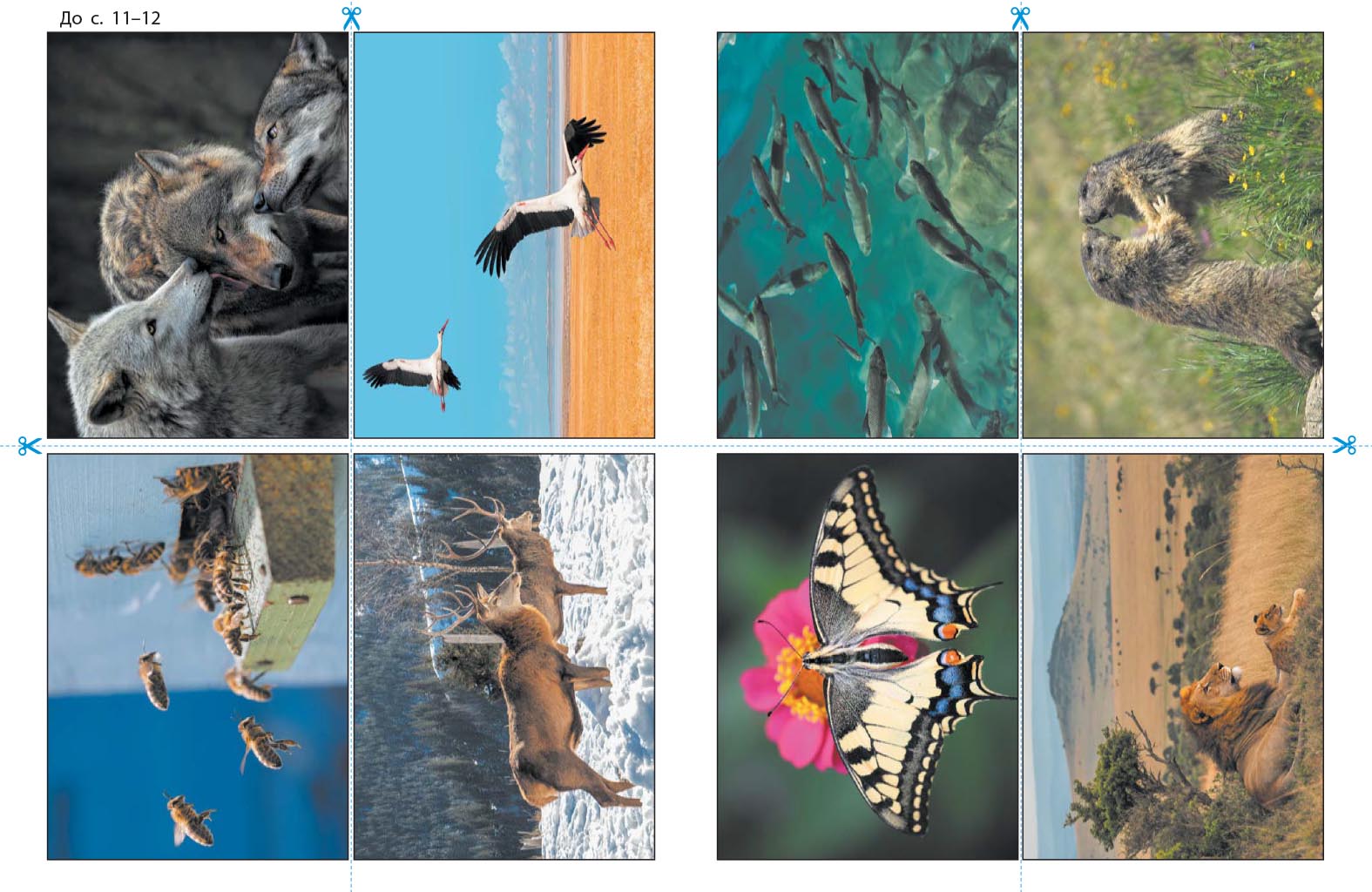 STEM-старт. 4 клас. Зошит для учня. Наука про життя - Зображення 10